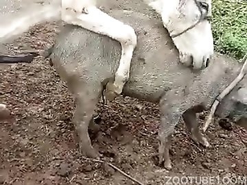 Peruvian zoo
