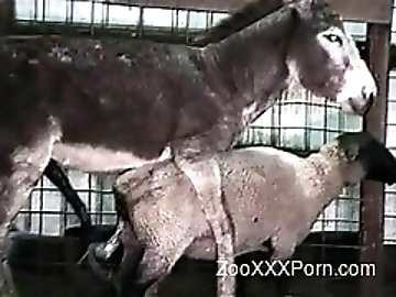 Jeans zoo