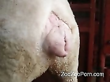 Home zoo