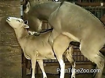 Interracial zoo