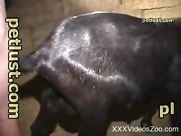 Orgasm zoo