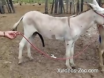 Juicy zoo