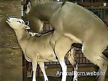 German Mature zoo